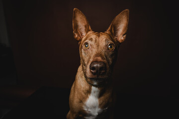 Podenco Hund braun Studio Portrait