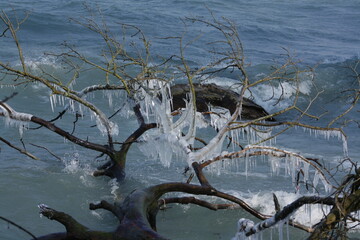 arbres glacés après passage bise en hiversur le lac Léman - obrazy, fototapety, plakaty