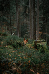 Podenco im Wald
