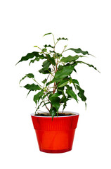  houseplant in a red pot ficus cherry-shaped