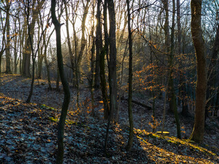 Beautiful forest in early spring. Leafless trees at sunset. Atmospheric March forest.