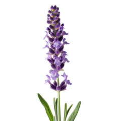 Obraz premium Lavender macro view on white background. 