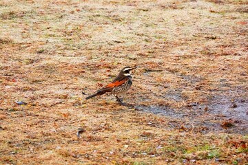 一羽のツグミ