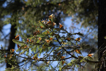 Mariposas Monarcas descansado sobre arboles en la Reserva de la Biosfera de la Mariposa Monarca en el Estado de México y Michoacán, México