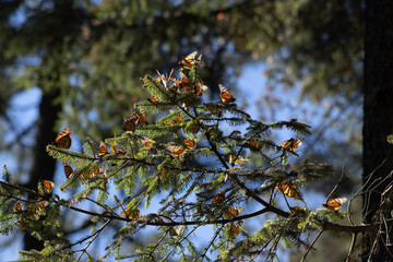 Mariposas Monarcas descansado sobre arboles en la Reserva de la Biosfera de la Mariposa Monarca en...