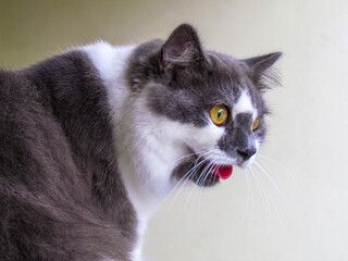 The Persian cat, also known as the Persian Longhair, is a long-haired breed of cat characterised by...