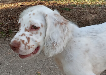 A white haired English Setter puppy with a spotted head.