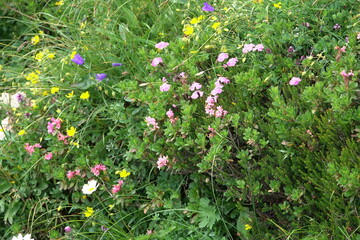 Bergblumen im Toten Gebirge