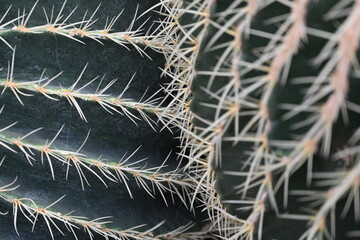 cactus texture as background, cactus needles green cactus texture
