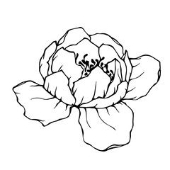 Linear sketch, coloring of peony flowers. Vector graphics.