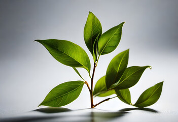 tea leaves on minimal background, drink 