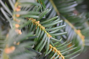 Yew berry leaves close-up, macro yew berry leaves 