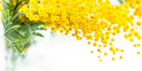 Bouquet of mimosa in vase. Flowers spring composition. Mimosa flowers on white background. Easter,...