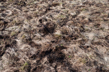 Dirty withered grass on the meadow