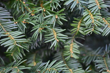 Yew berry leaves close-up, macro yew berry leaves 