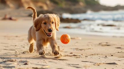 Fotobehang Adorabile cucciolo di golden retriever gioca con la palla sulla spiaggia © alexandro900