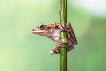 Polypedates leucomystax is a species in the shrub frog family Rhacophoridae. It is known under...