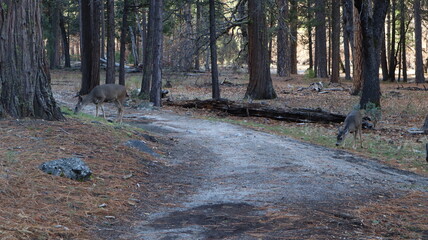 path in the woods