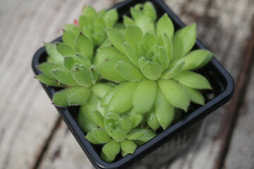 Rojnik Sempervivum ruthenicum v leucanthum