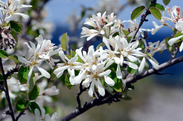 The snowy mespilus bush (Amelanchier ovalis) in flower with a blue sky