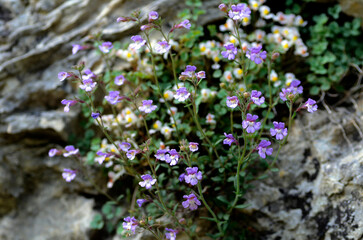 Chaenorhinum origanifolium is a rock plant native to the Iberian Peninsula and the Balearic Islands.