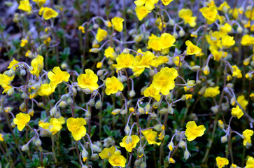 The hoary rockrose (Helianthemum oelandicum) in flower