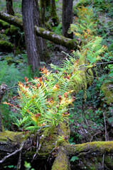 Obraz premium The common polypody (Polypodium vulgare) on a fallen tree trunk