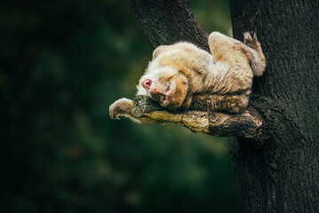 japanese macaque sitting on a tree