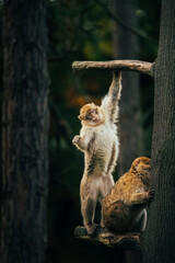 japanese macaque sitting on a tree