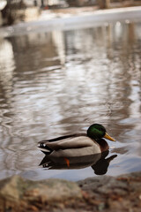 Wild ducks swim in the lake in the park