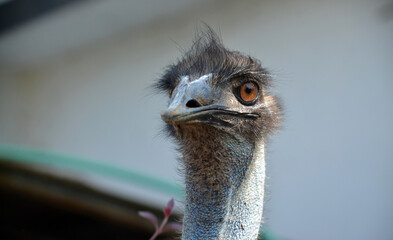 Close-up head of emu with big funny eyes.