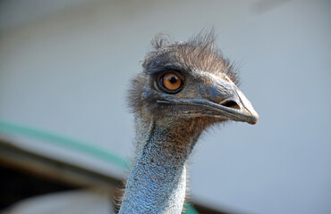 Close-up head of emu with big funny eyes.