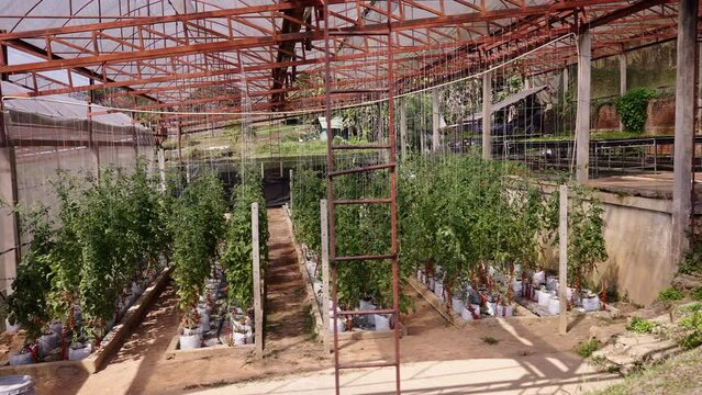 Greenhouse full of pots and crops as seen from the outside 