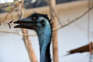 Close-up head of emu with big funny eyes.