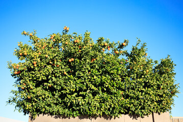 Ripe oranges hanging from twigs of citrus tree sticking above block fence against blue sky during...