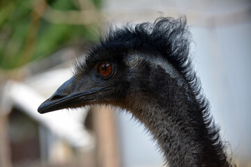 Close-up head of emu with big funny eyes.
