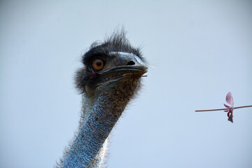 Close-up head of emu with big funny eyes.