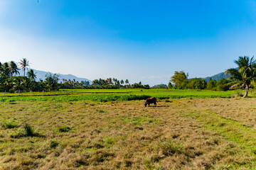 Vietnamese landscape.
A suburb of Nha Trang, a rural area.