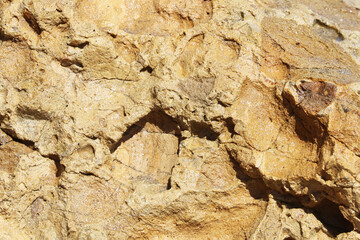 Bird Perched on Rock