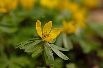 macro of a beautiful flowering winter aconite flower in a forest