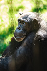 chimpanzee