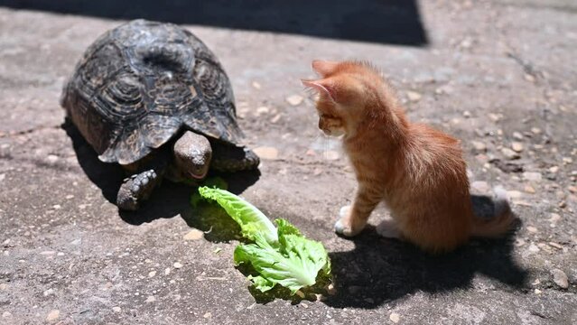Kitten watching tortoise eat lettuce