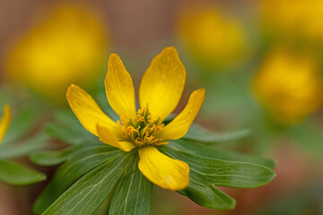 macro of a beautiful flowering winter aconite flower in a forest
