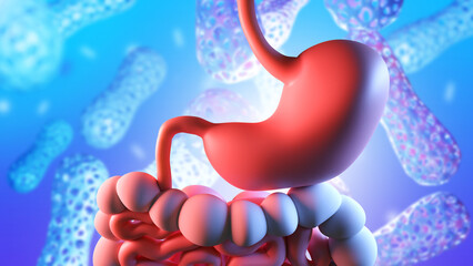 Stomach and intestinal tract. Probiotics for digestive system. Microbiota near stomach. Intestinal tract with probiotics. Beneficial bacteria for digestion. Lactobacilli, bifidobacteria. 3d image