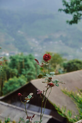rose flower with beautiful views of the mountains in sapa, vietnam - 739422519