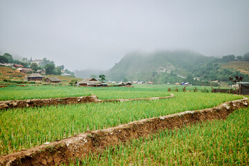 views of the rice fields and mountains in sapa, vietnam - 739422711