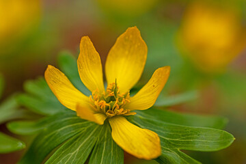 macro of a beautiful flowering winter aconite flower in a forest