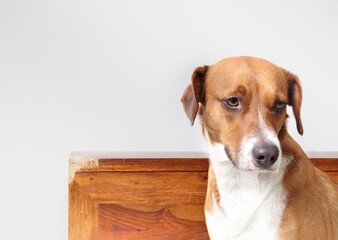 Dog sitting in front of chewed wood chest. Puppy dog looking guilty or caught in the act. Chewing furniture. separation anxiety, teething or bad dog behavior. Female Harrier mix dog. Selective focus.