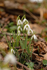 beautiful wild snowdrop flowers in a forest
