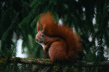 red squirrel on a tree